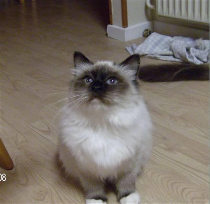 Hellig Birma Aviaaja billede 3