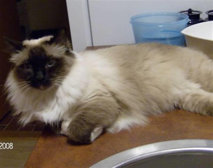 Hellig Birma Aviaaja billede 4