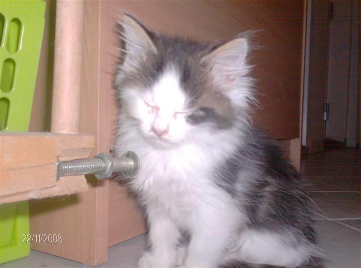 Blanding af racer Kiss - Hej og Velkommen til min profil billede 1