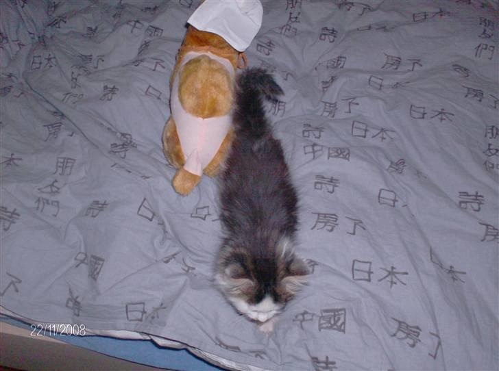 Blanding af racer Kiss - Kiss samlinet med en alm. str bamse. Den er på højde med hende billede 2