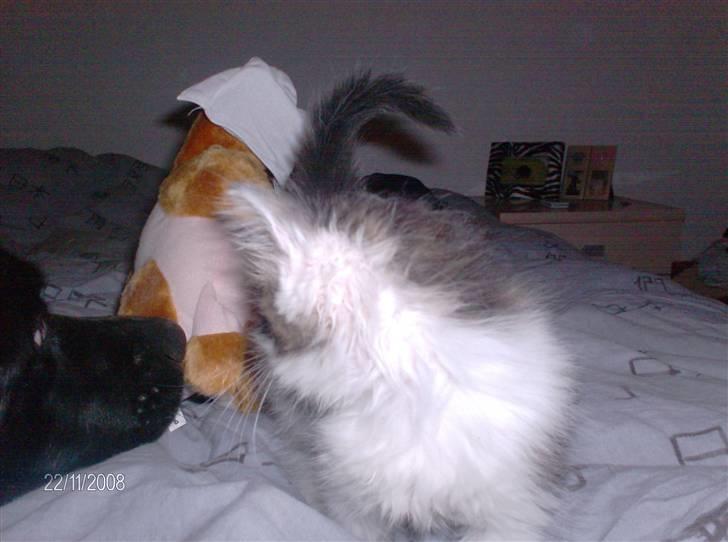 Blanding af racer Kiss billede 3