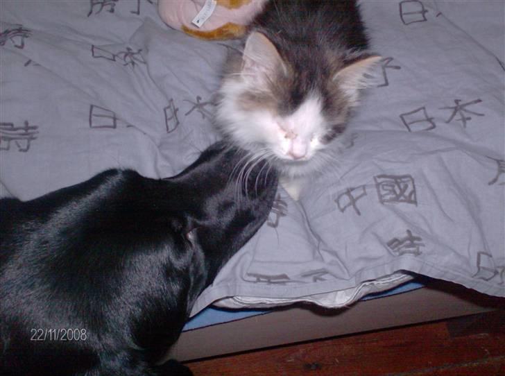 Blanding af racer Kiss billede 4