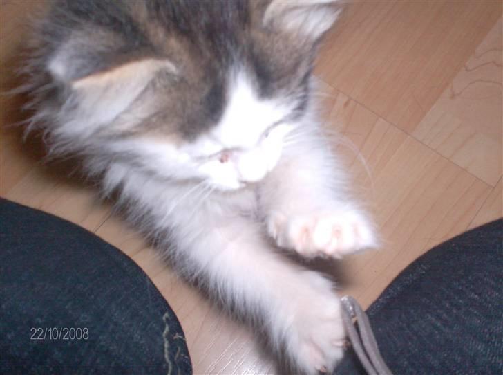 Blanding af racer Kiss billede 5