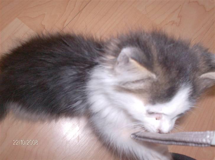 Blanding af racer Kiss billede 6