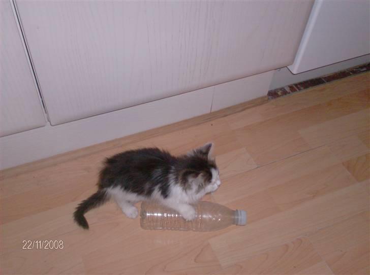 Blanding af racer Kiss billede 7