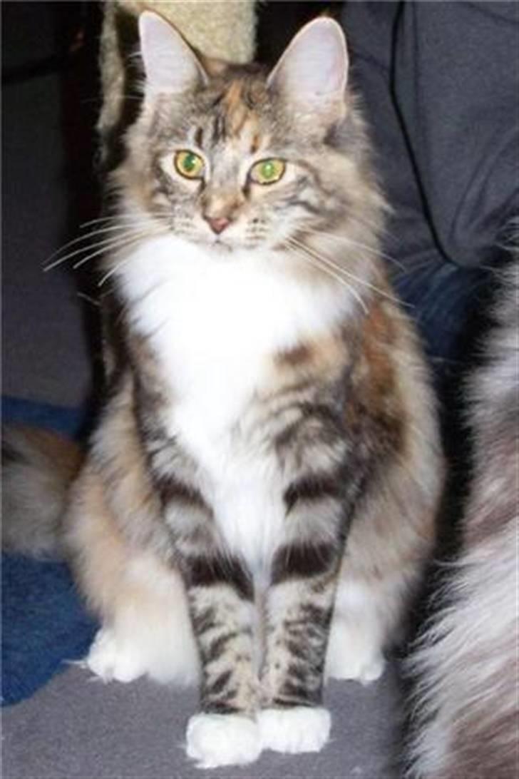 Maine Coon jessie billede 1