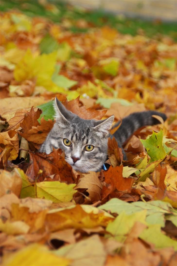 Huskat Findus/kitty  billede 1