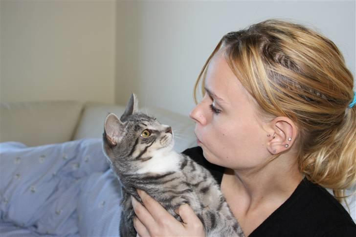 Huskat Findus/kitty  billede 2