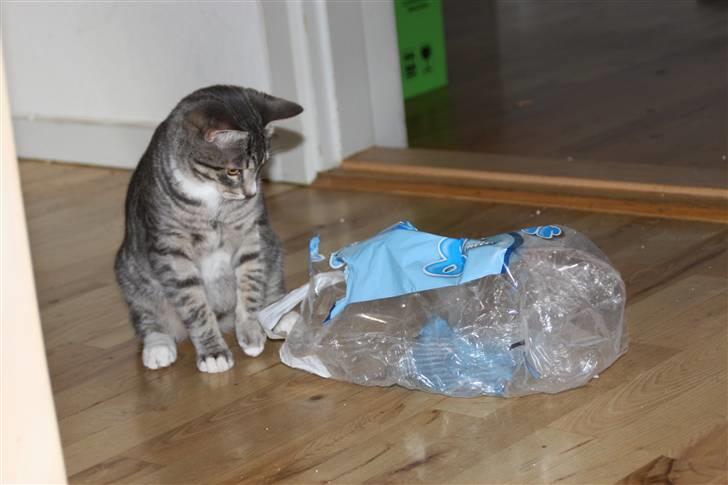 Huskat Findus/kitty  billede 3