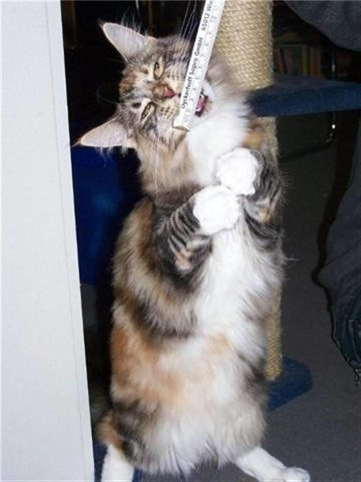 Maine Coon jessie billede 2