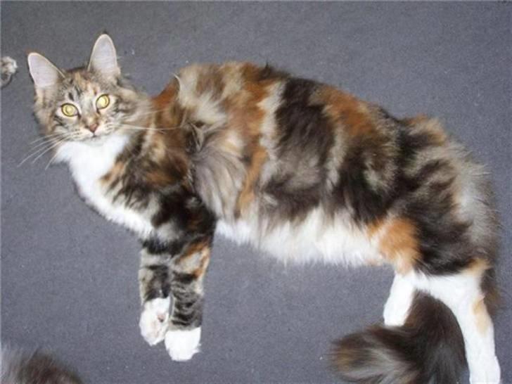 Maine Coon jessie billede 3