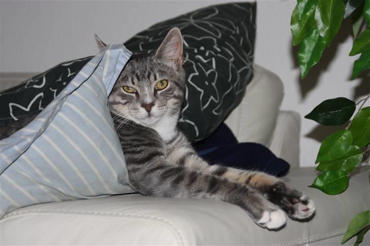 Huskat Findus/kitty  billede 4