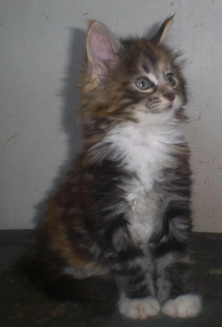 Maine Coon jessie billede 4