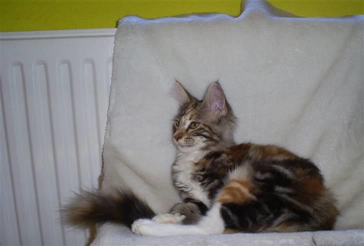 Maine Coon jessie billede 5
