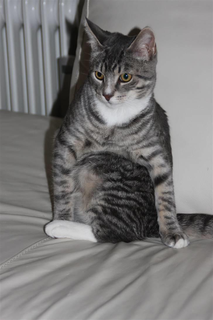 Huskat Findus/kitty  billede 5