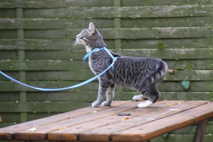 Huskat Findus/kitty  billede 6