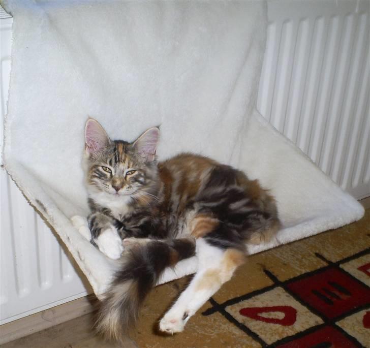 Maine Coon jessie billede 6