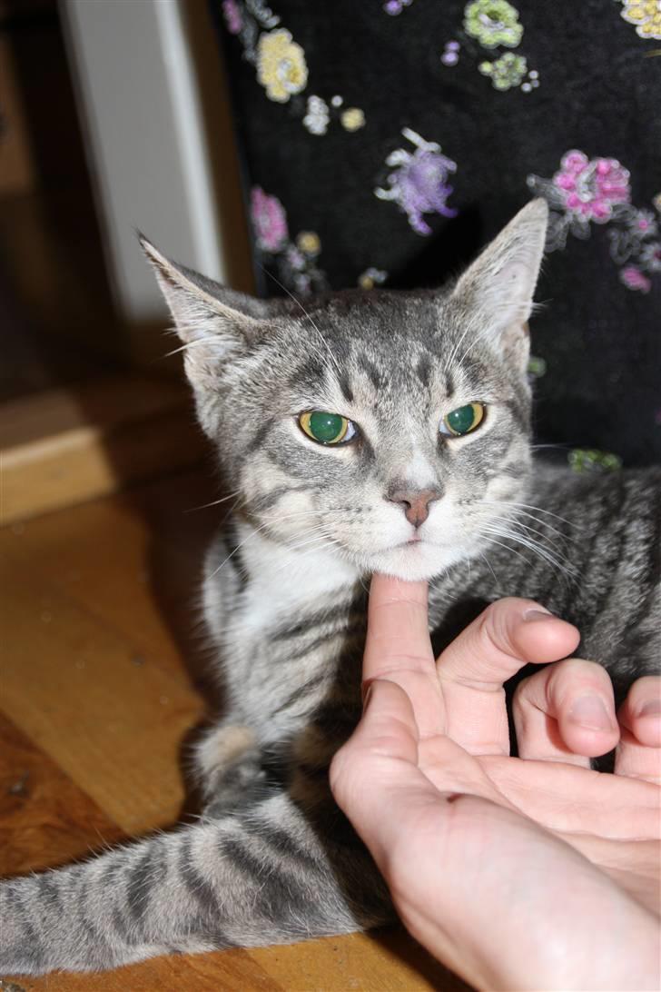 Huskat Findus/kitty  billede 7