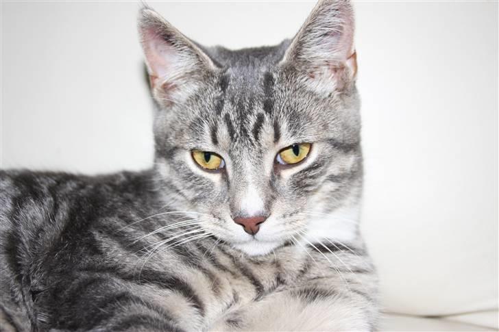 Huskat Findus/kitty  billede 8