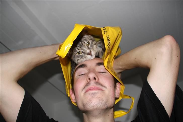 Huskat Findus/kitty  billede 9