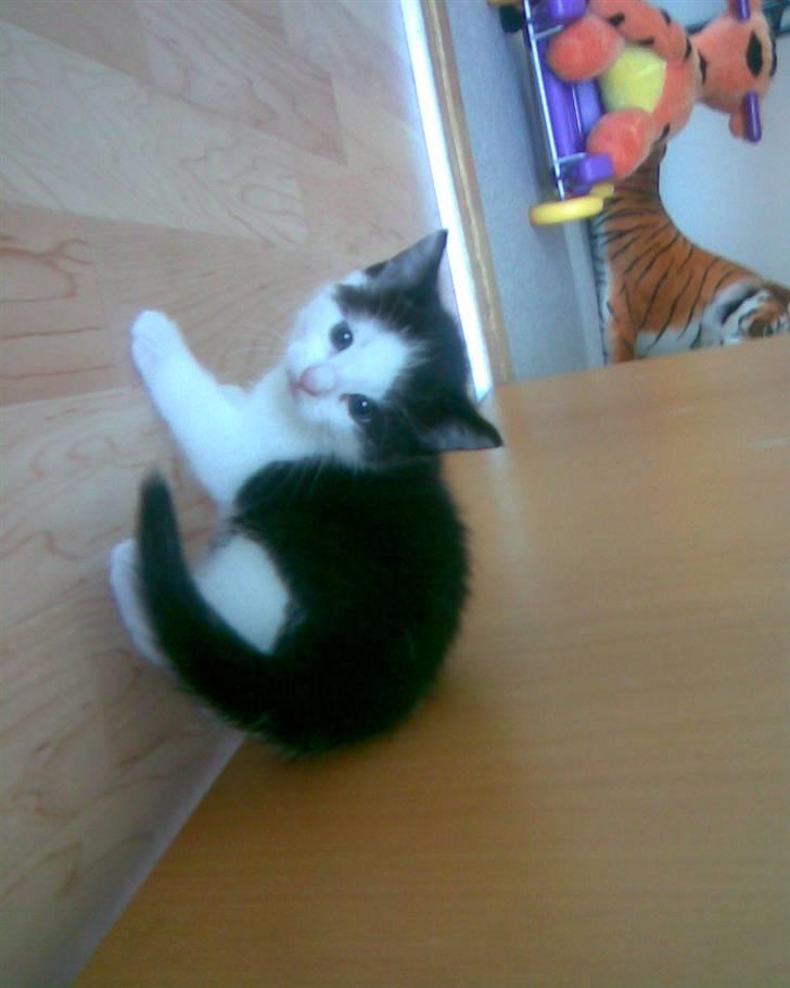 Huskat Sibylle <33 solgt - min lille pige :P billede 18