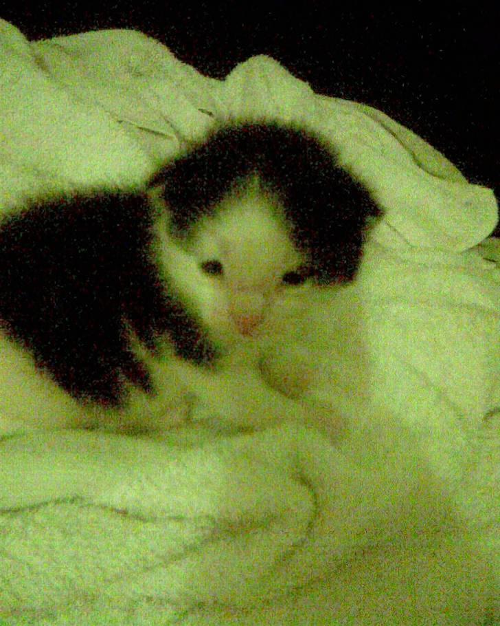 Huskat Sibylle <33 solgt - :D billede 19