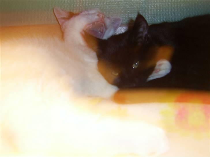 Blanding af racer Buster <3 billede 7