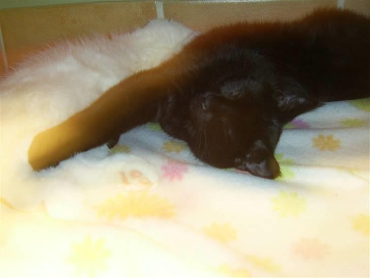 Blanding af racer Buster <3 billede 9