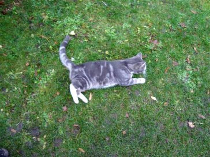 Blanding af racer Kitte Kat †R.I.P.† billede 6