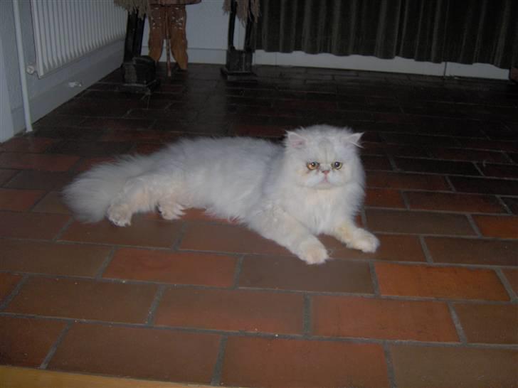 Perser Prins ( aflivet ) billede 7