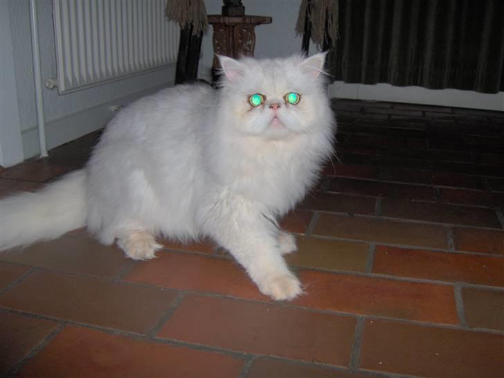 Perser Prins ( aflivet ) billede 8