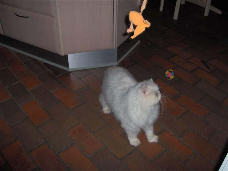 Perser Prins ( aflivet ) billede 9