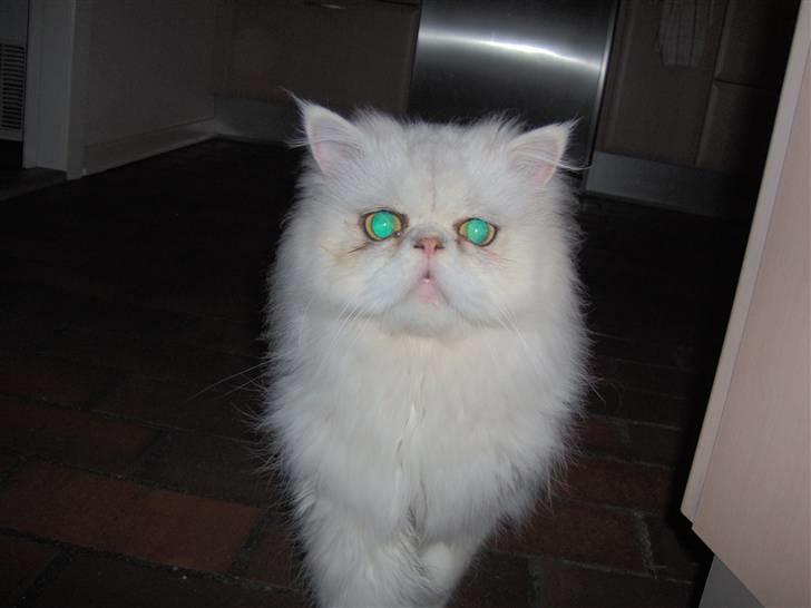 Perser Prins ( aflivet ) billede 10