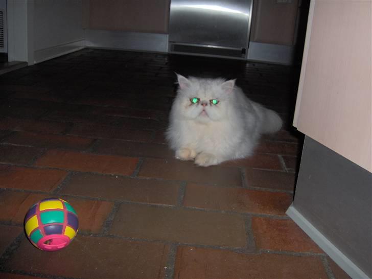 Perser Prins ( aflivet ) billede 11