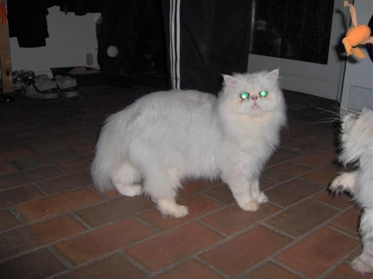 Perser Prins ( aflivet ) billede 12