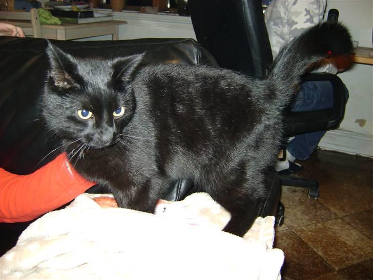 Huskat Bob billede 1