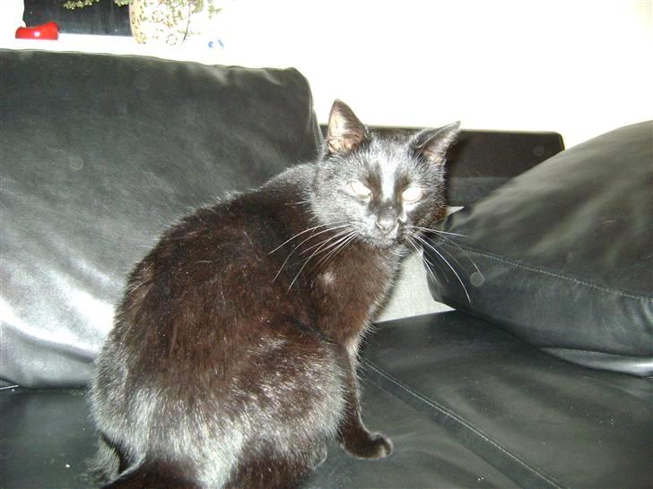 Huskat Bob billede 2