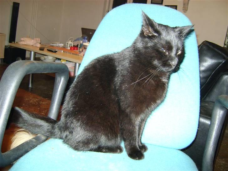 Huskat Bob billede 3