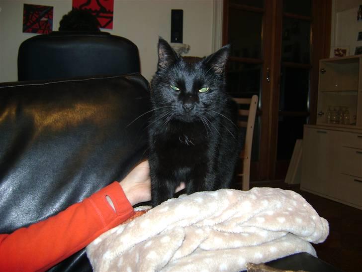 Huskat Bob billede 4