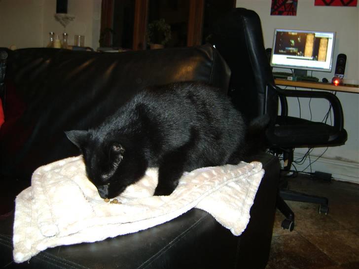 Huskat Bob billede 5