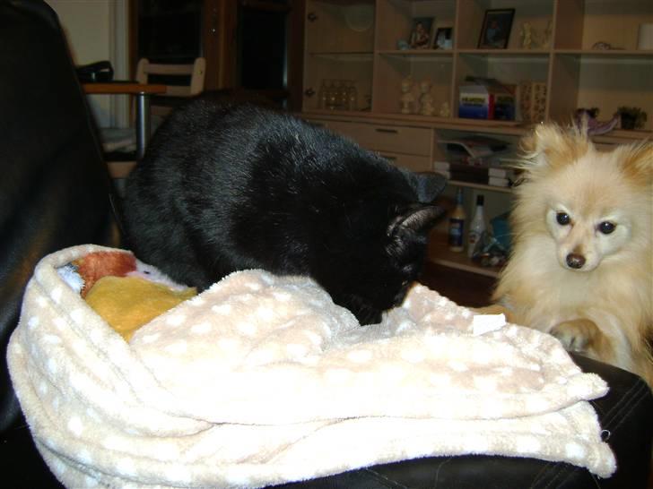 Huskat Bob billede 6