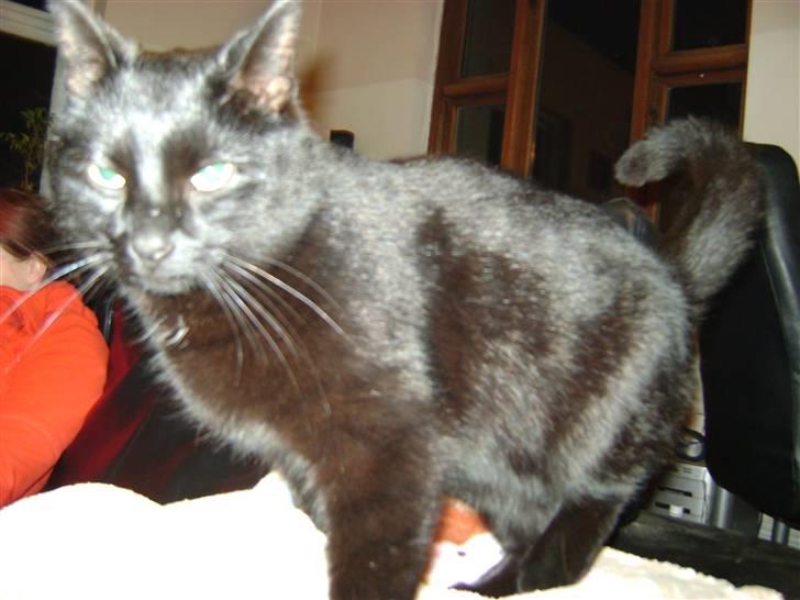 Huskat Bob billede 7