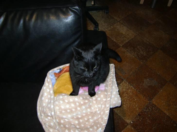 Huskat Bob billede 8