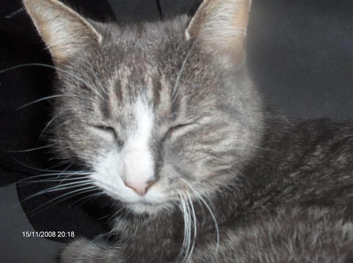 Huskat Snowie billede 14