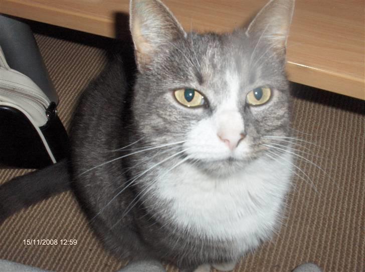 Huskat Snowie billede 15