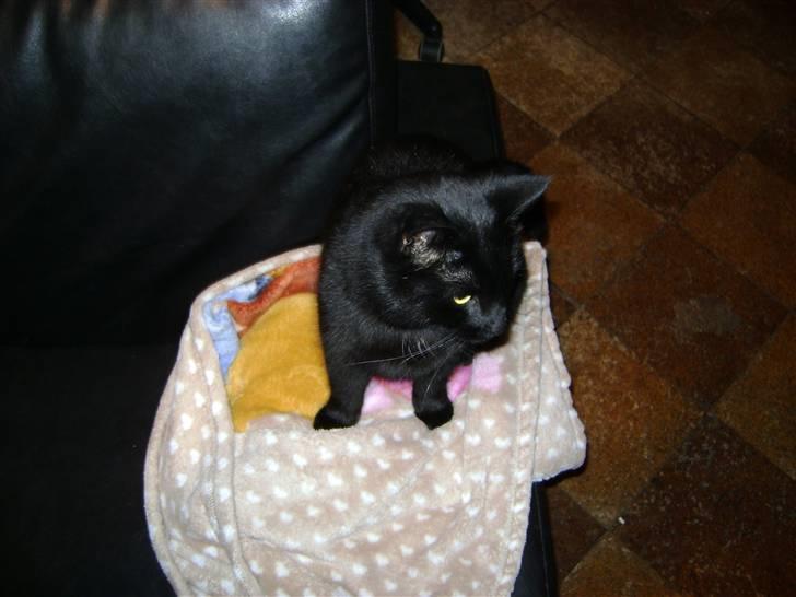 Huskat Bob billede 9