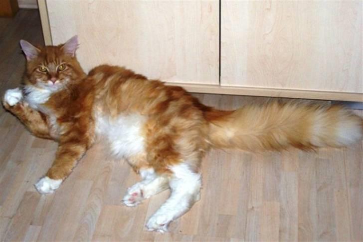 Maine Coon Goliath-Carlos  billede 1