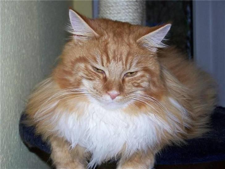 Maine Coon Goliath-Carlos  billede 2