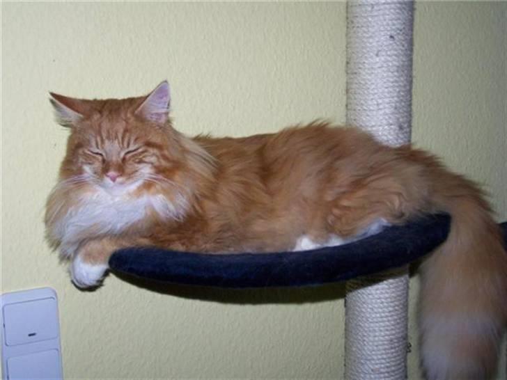Maine Coon Goliath-Carlos  billede 3