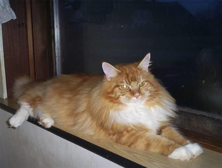 Maine Coon Goliath-Carlos  billede 4